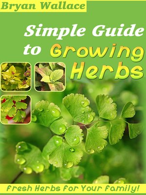 cover image of Simple Guide to Grow Herbs